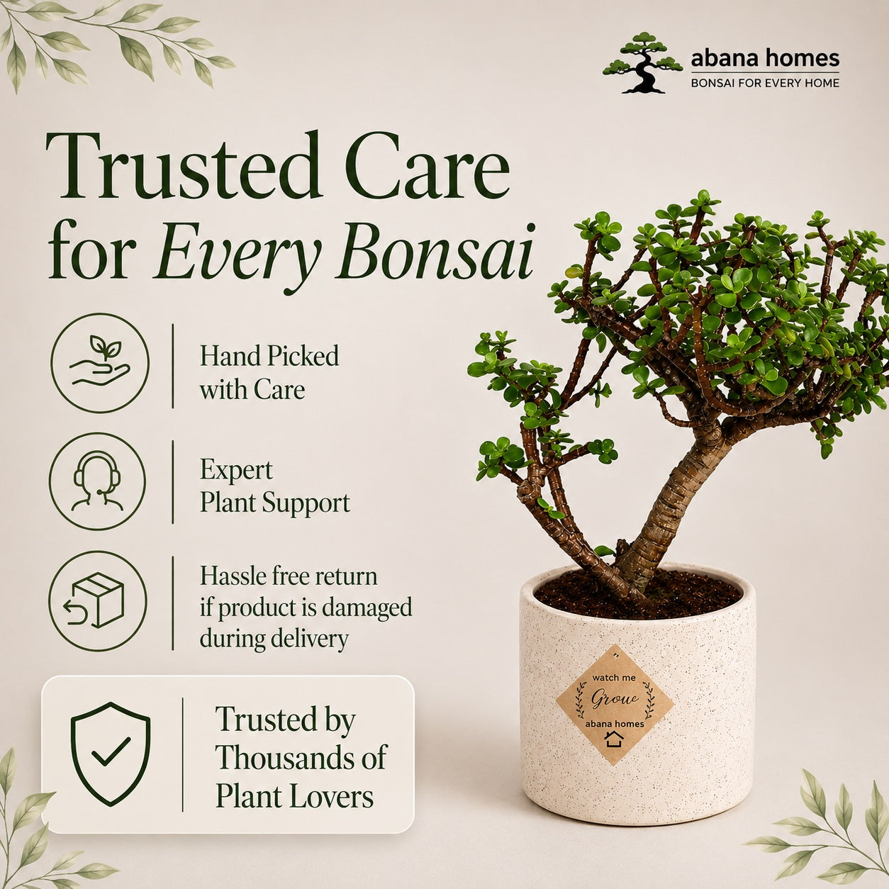 Jade Bonsai Tree – 3 Years, Ceramic Pot