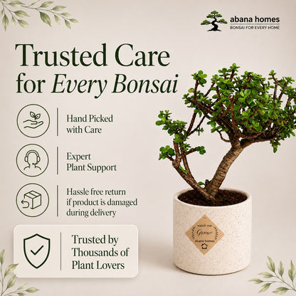 Jade Bonsai Tree – 3 Years, Ceramic Pot