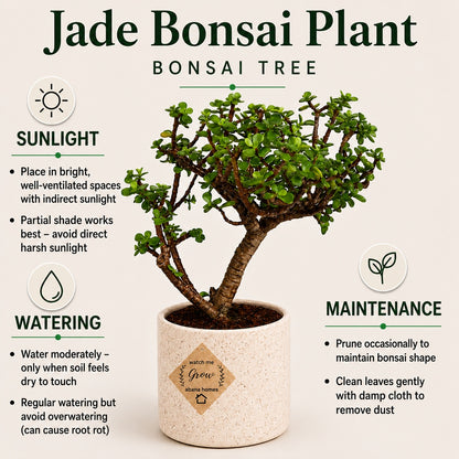 Jade Bonsai Tree – 3 Years, Ceramic Pot