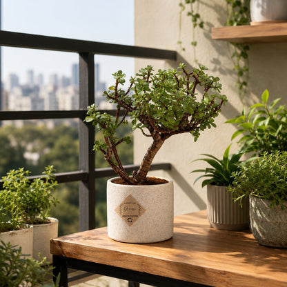 Jade Bonsai Tree – 3 Years, Ceramic Pot