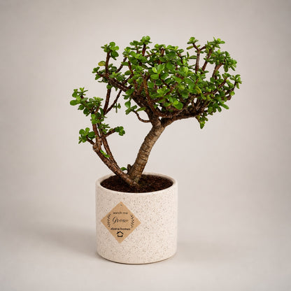 Jade Bonsai Tree – 3 Years, Ceramic Pot