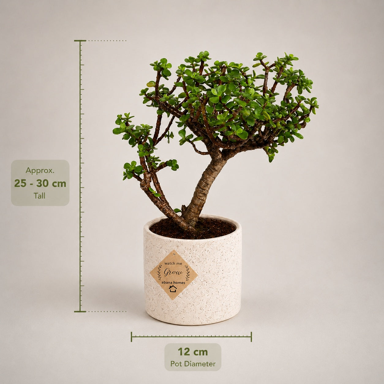 Jade Bonsai Tree – 3 Years, Ceramic Pot