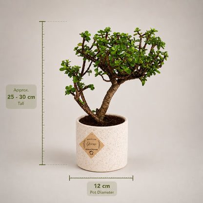 Jade Bonsai Tree – 3 Years, Ceramic Pot