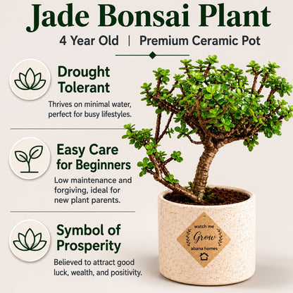 Jade Bonsai Tree – 3 Years, Ceramic Pot