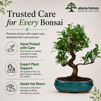 Ficus Retusa Outdoor Bonsai Tree – 9 Years, Ceramic Pot