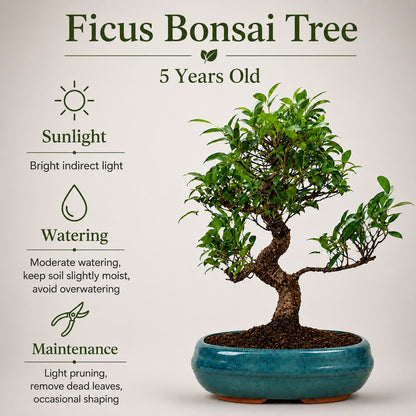 Ficus Retusa Outdoor Bonsai Tree – 9 Years, Ceramic Pot