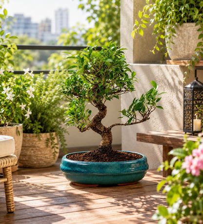 Ficus Retusa Outdoor Bonsai Tree – 9 Years, Ceramic Pot