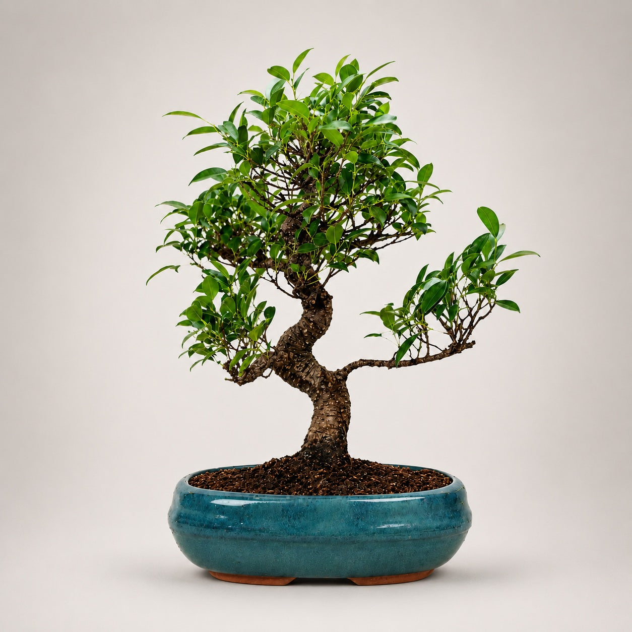Ficus Retusa Outdoor Bonsai Tree – 9 Years, Ceramic Pot