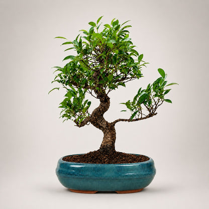 Ficus Retusa Outdoor Bonsai Tree – 9 Years, Ceramic Pot