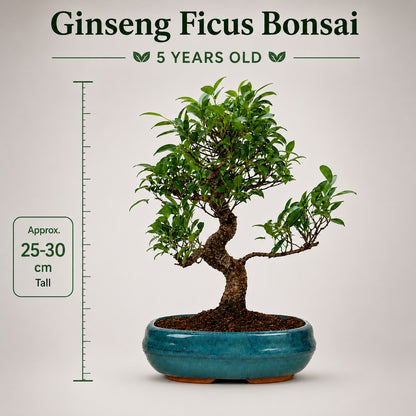 Ficus Retusa Outdoor Bonsai Tree – 9 Years, Ceramic Pot