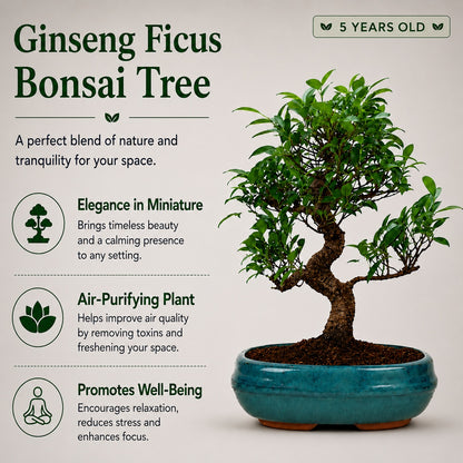 Ficus Retusa Outdoor Bonsai Tree – 9 Years, Ceramic Pot