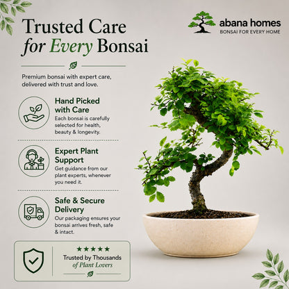 Chinese Elm Indoor Bonsai Tree – 5 Years, Ceramic Boat Pot