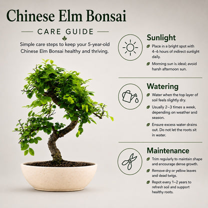 Chinese Elm Indoor Bonsai Tree – 5 Years, Ceramic Boat Pot