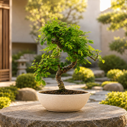 Chinese Elm Indoor Bonsai Tree – 5 Years, Ceramic Boat Pot