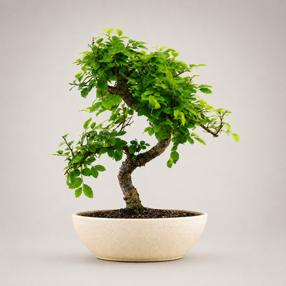Chinese Elm Indoor Bonsai Tree – 5 Years, Ceramic Boat Pot