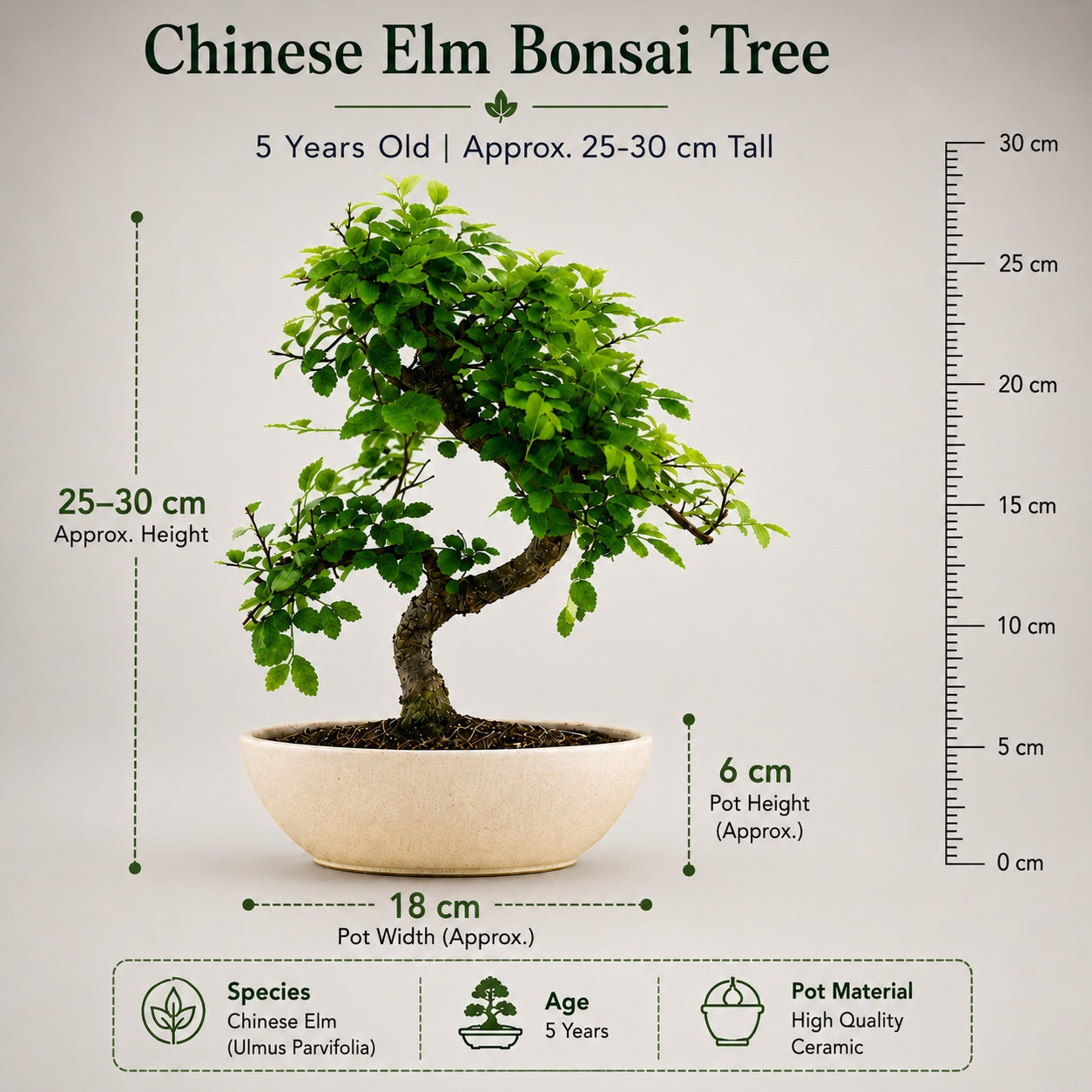Chinese Elm Indoor Bonsai Tree – 5 Years, Ceramic Boat Pot
