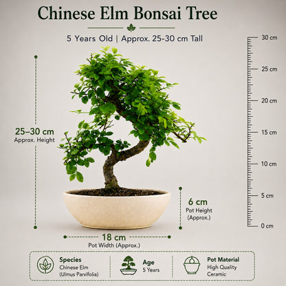 Chinese Elm Indoor Bonsai Tree – 5 Years, Ceramic Boat Pot