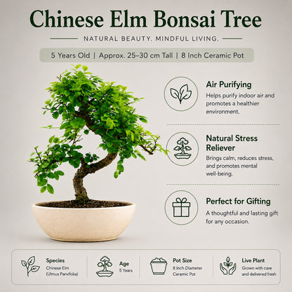 Chinese Elm Indoor Bonsai Tree – 5 Years, Ceramic Boat Pot