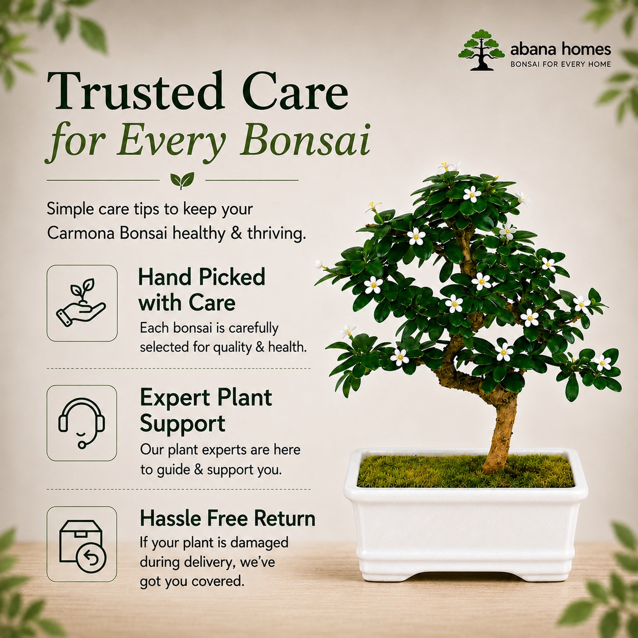Carmona Flowering Indoor Bonsai Tree – 5 Years, White Rectangular Pot