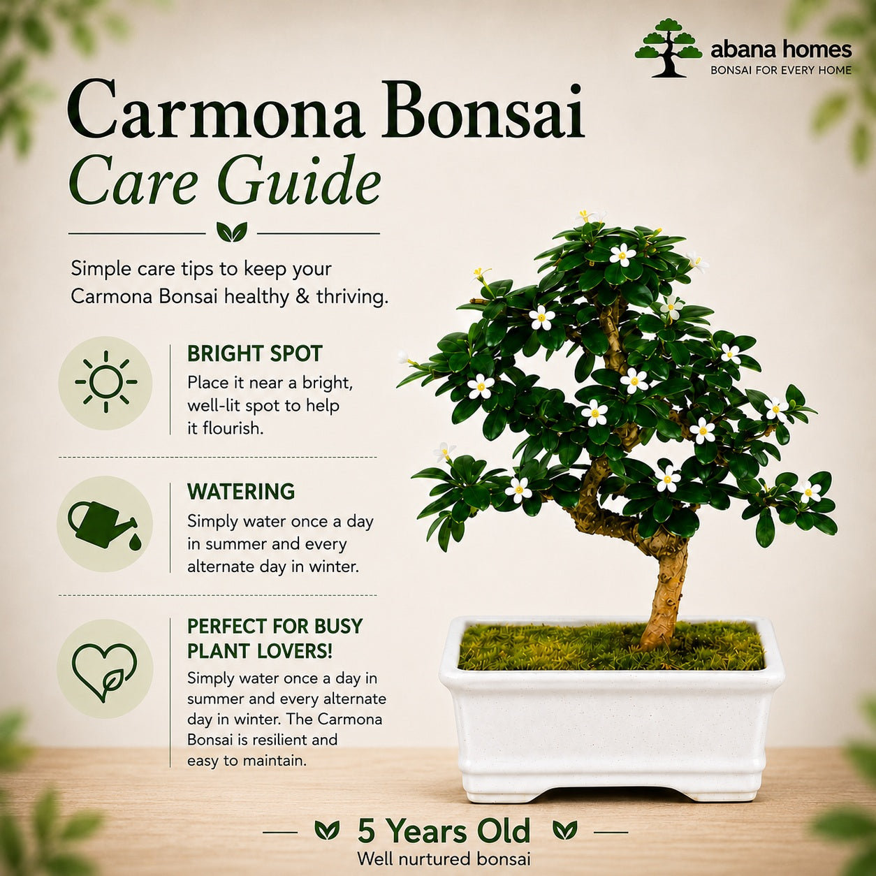 Carmona Flowering Indoor Bonsai Tree – 5 Years, White Rectangular Pot