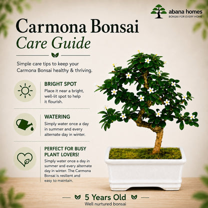 Carmona Flowering Indoor Bonsai Tree – 5 Years, White Rectangular Pot