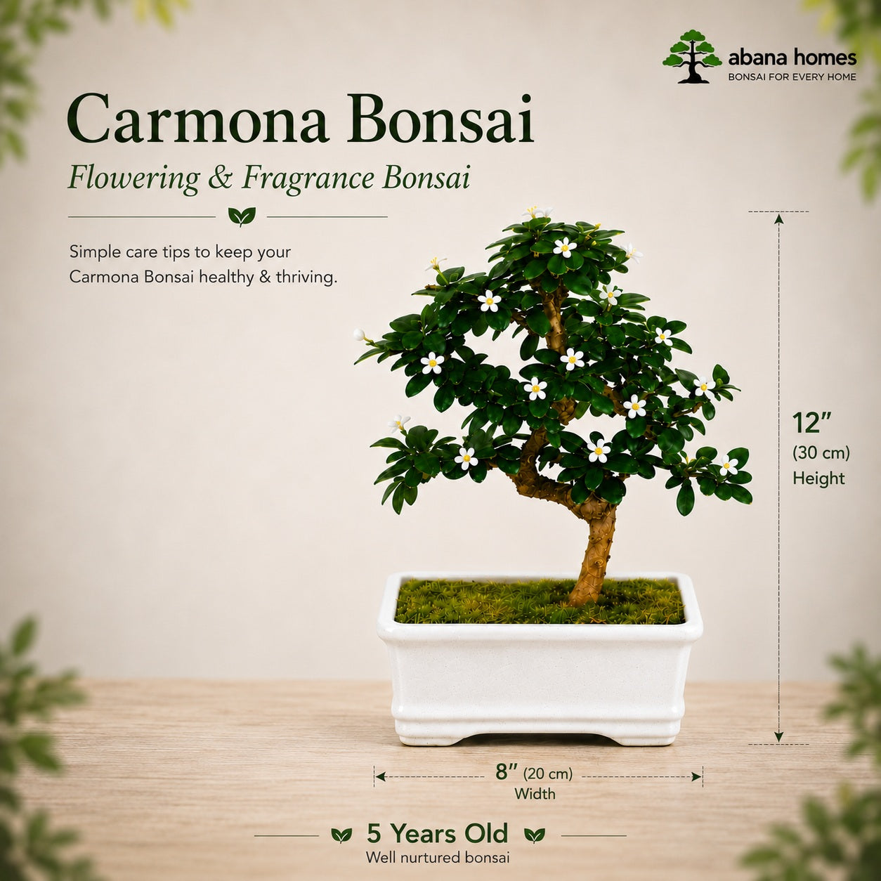 Carmona Flowering Indoor Bonsai Tree – 5 Years, White Rectangular Pot