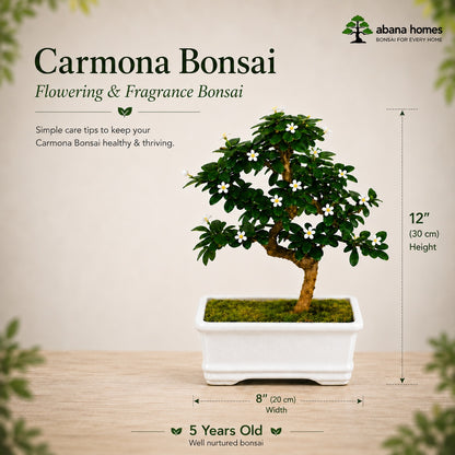 Carmona Flowering Indoor Bonsai Tree – 5 Years, White Rectangular Pot