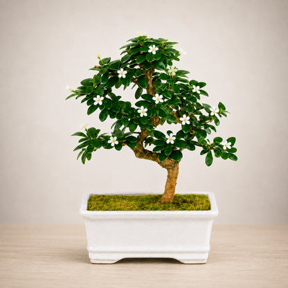Carmona Flowering Indoor Bonsai Tree – 5 Years, White Rectangular Pot