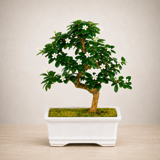 Carmona Flowering Indoor Bonsai Tree – 5 Years, White Rectangular Pot