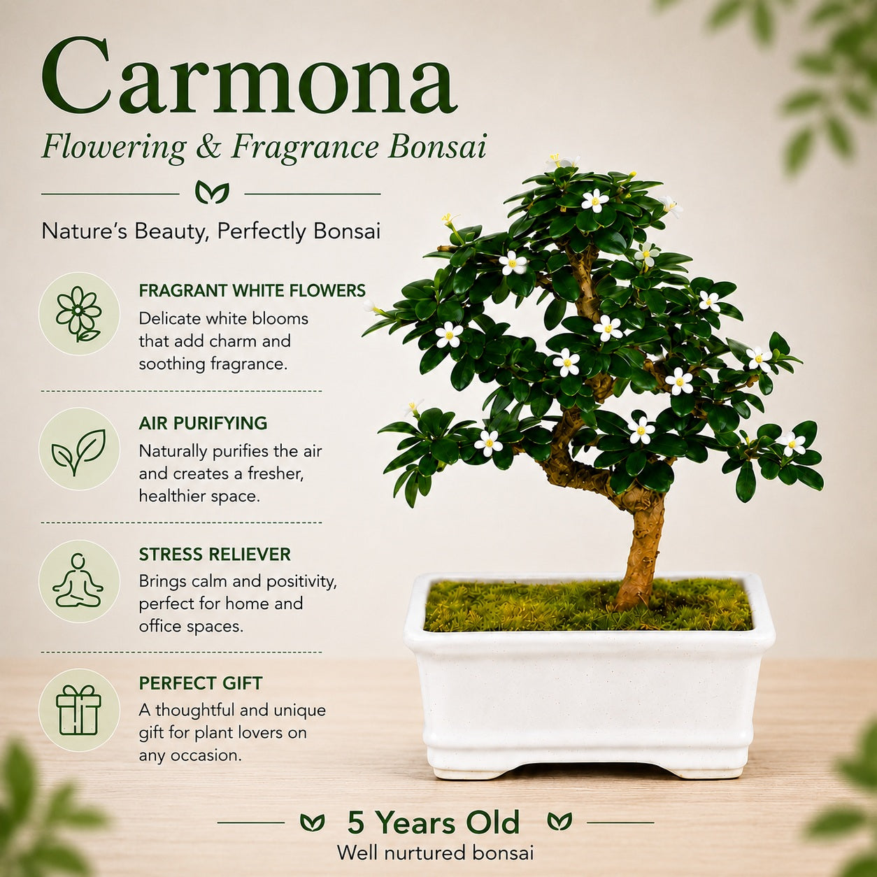 Carmona Flowering Indoor Bonsai Tree – 5 Years, White Rectangular Pot