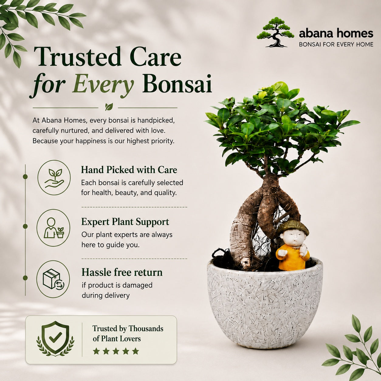 Ficus Microcarpa Indoor Bonsai Tree – 4 Years, Off-White Pot