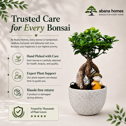 Ficus Microcarpa Indoor Bonsai Tree – 4 Years, Off-White Pot