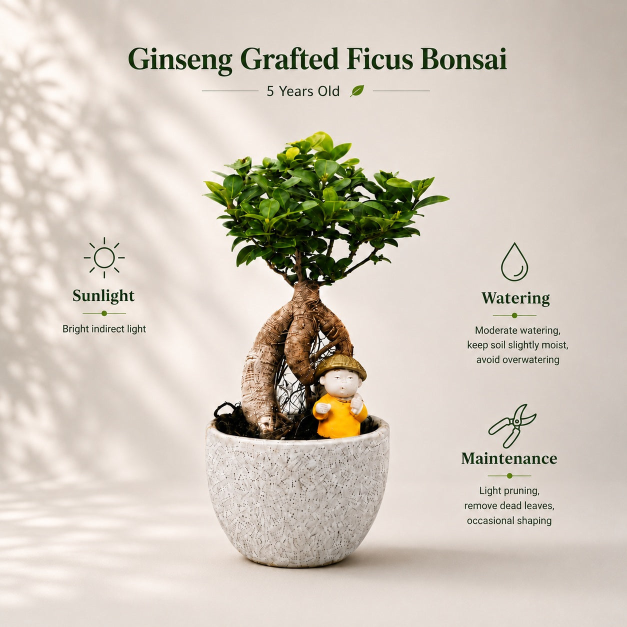 Ficus Microcarpa Indoor Bonsai Tree – 4 Years, Off-White Pot