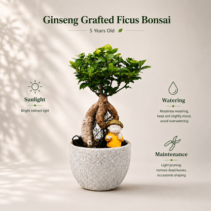 Ficus Microcarpa Indoor Bonsai Tree – 4 Years, Off-White Pot