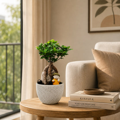Ficus Microcarpa Indoor Bonsai Tree – 4 Years, Off-White Pot