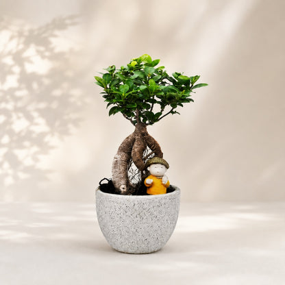 Ficus Microcarpa Indoor Bonsai Tree – 4 Years, Off-White Pot