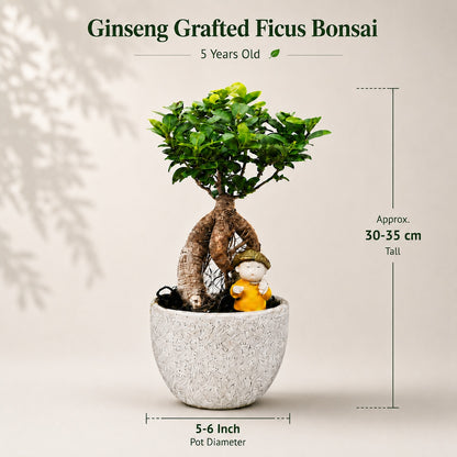Ficus Microcarpa Indoor Bonsai Tree – 4 Years, Off-White Pot