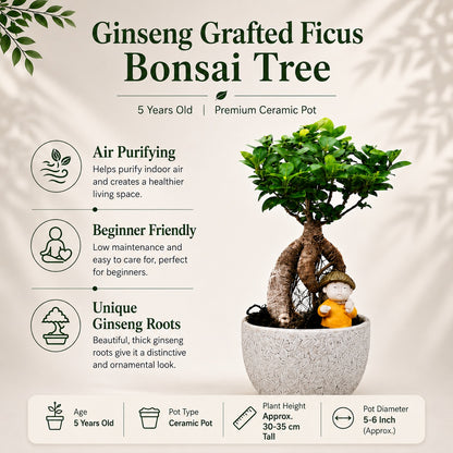 Ficus Microcarpa Indoor Bonsai Tree – 4 Years, Off-White Pot