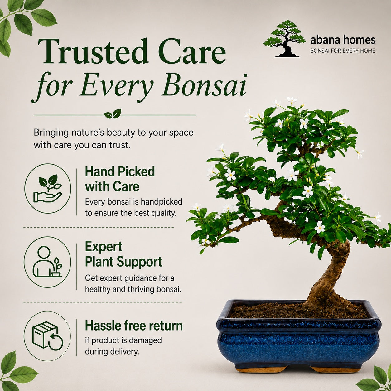 Carmona Flowering Indoor Bonsai Tree – 5 Years, Blue Ceramic Pot