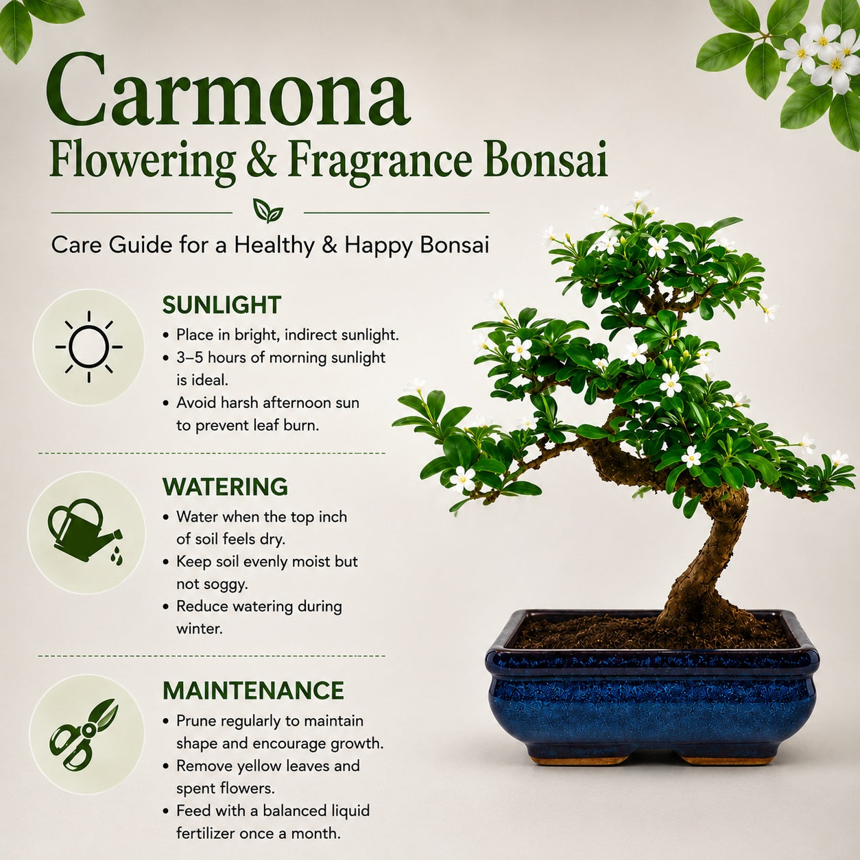 Carmona Flowering Indoor Bonsai Tree – 5 Years, Blue Ceramic Pot