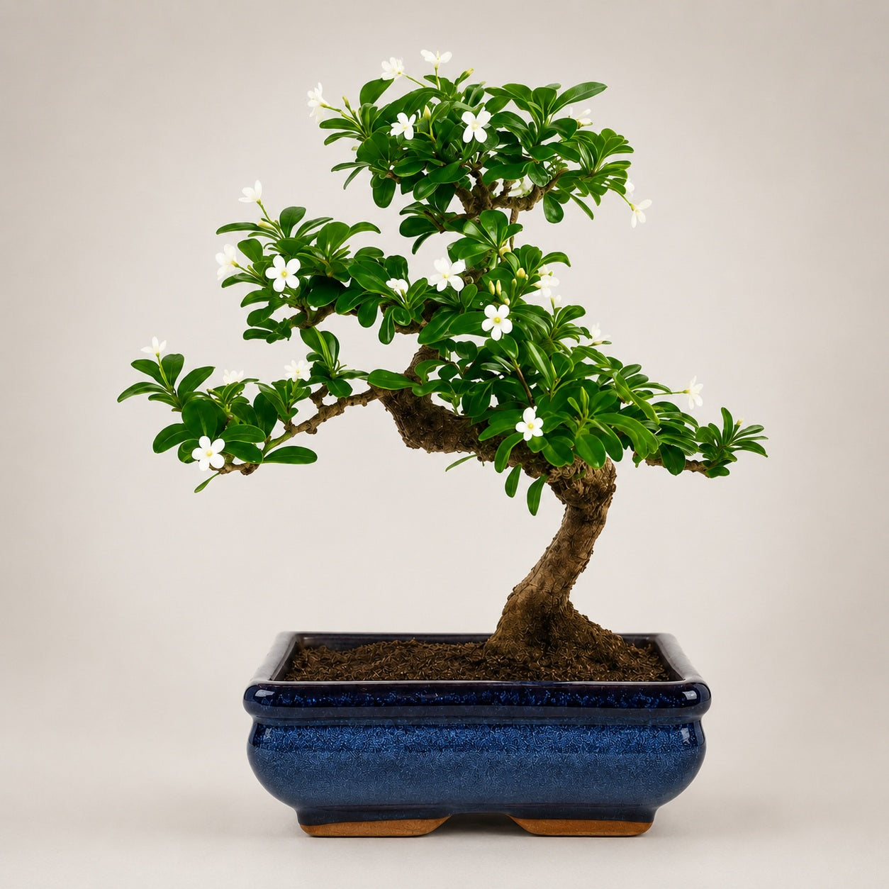 Carmona Flowering Indoor Bonsai Tree – 5 Years, Blue Ceramic Pot