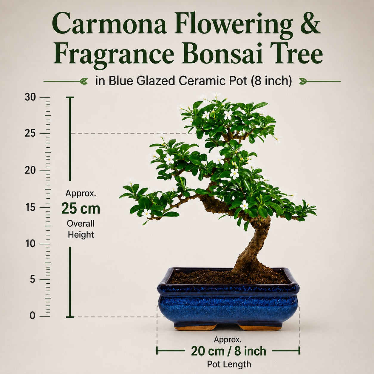 Carmona Flowering Indoor Bonsai Tree – 5 Years, Blue Ceramic Pot