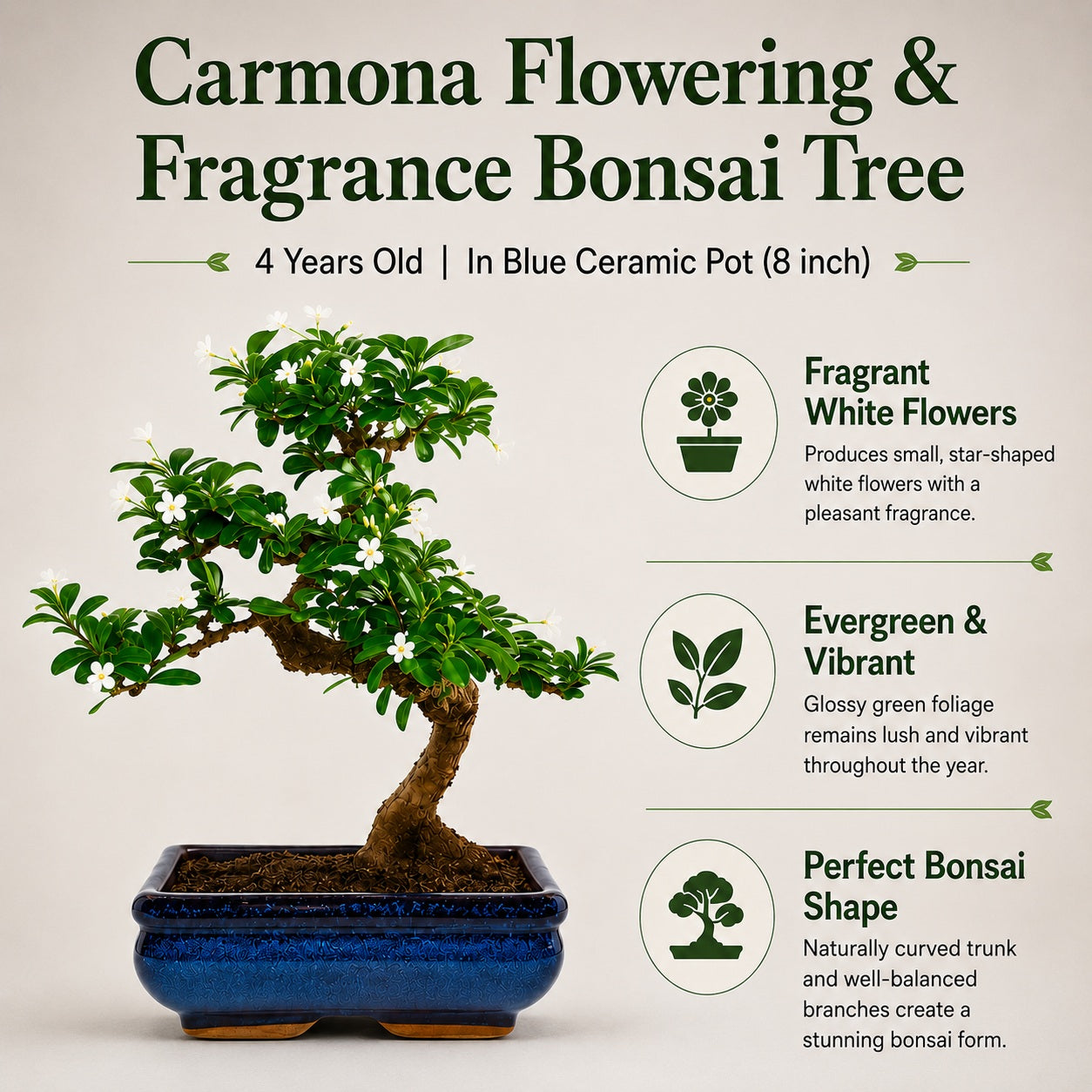 Carmona Flowering Indoor Bonsai Tree – 5 Years, Blue Ceramic Pot