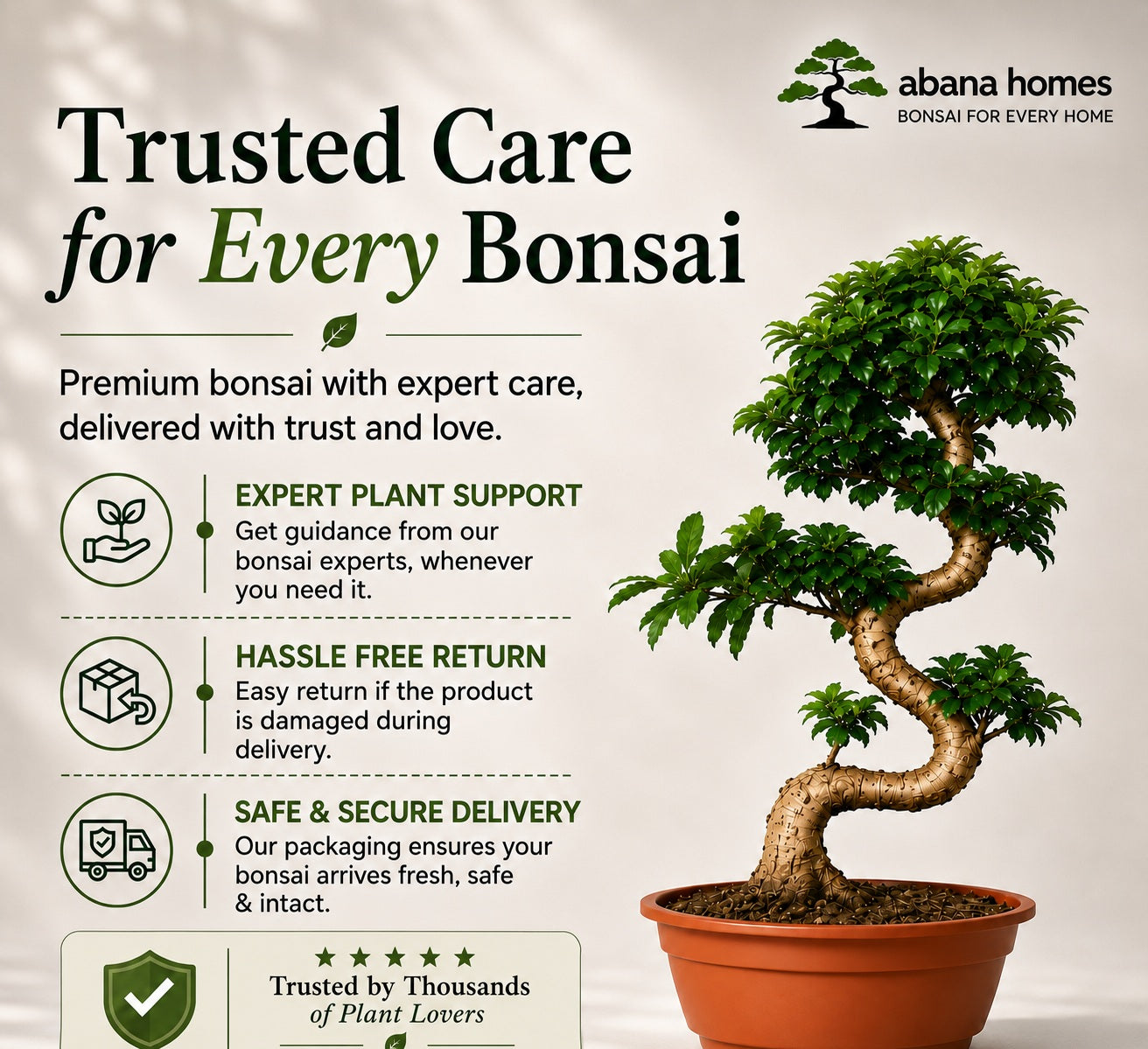 Ficus Microcarpa Indoor Bonsai Tree – 15 Years, 70cm