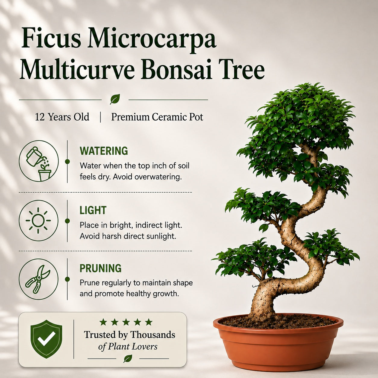 Ficus Microcarpa Indoor Bonsai Tree – 15 Years, 70cm