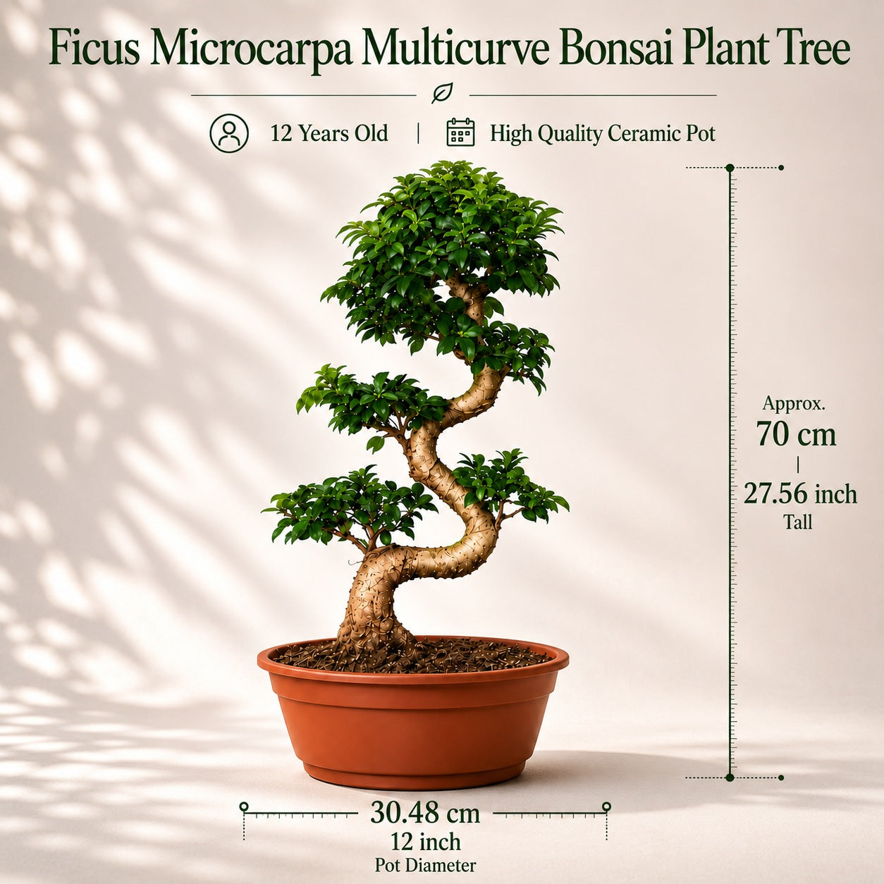 Ficus Microcarpa Indoor Bonsai Tree – 15 Years, 70cm