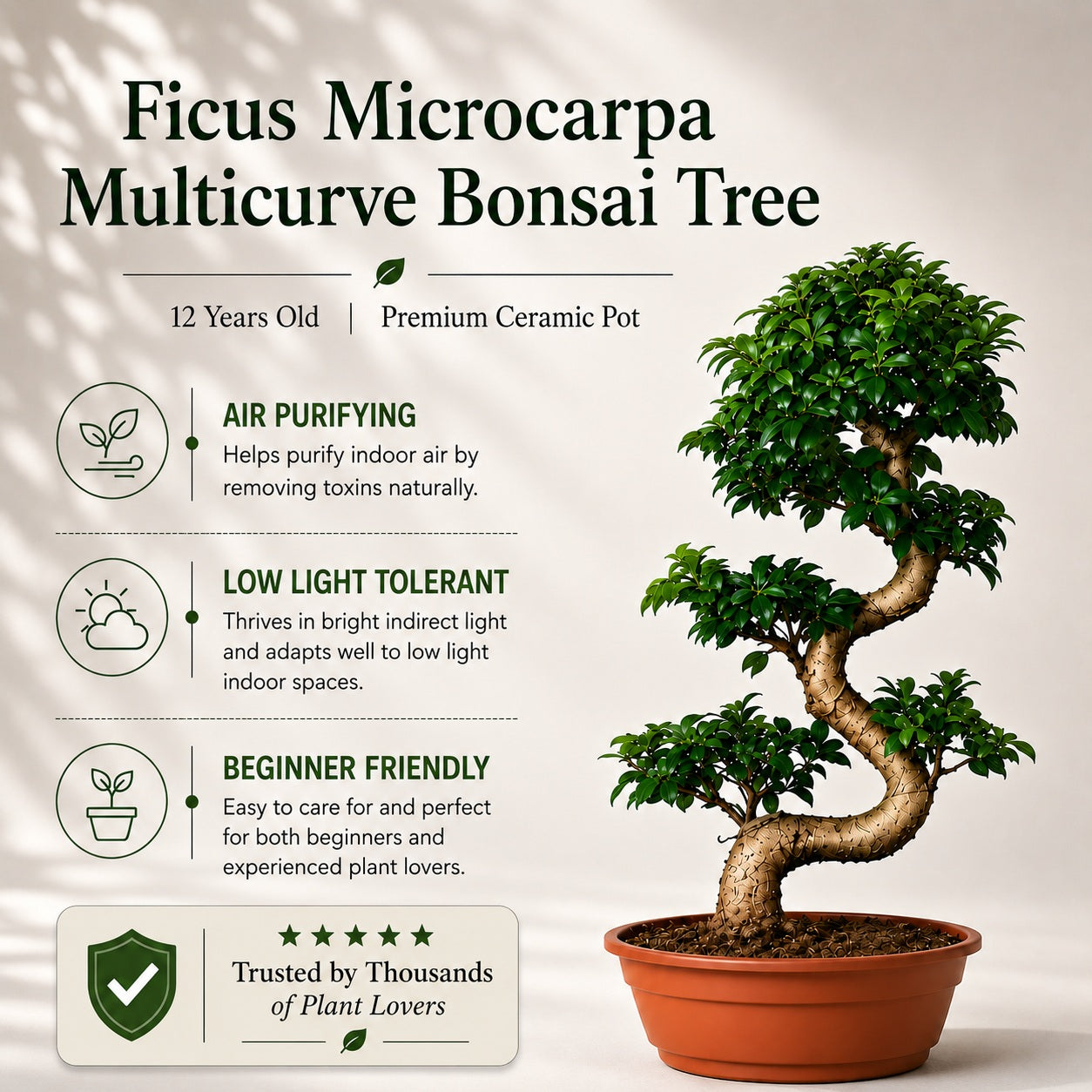 Ficus Microcarpa Indoor Bonsai Tree – 15 Years, 70cm
