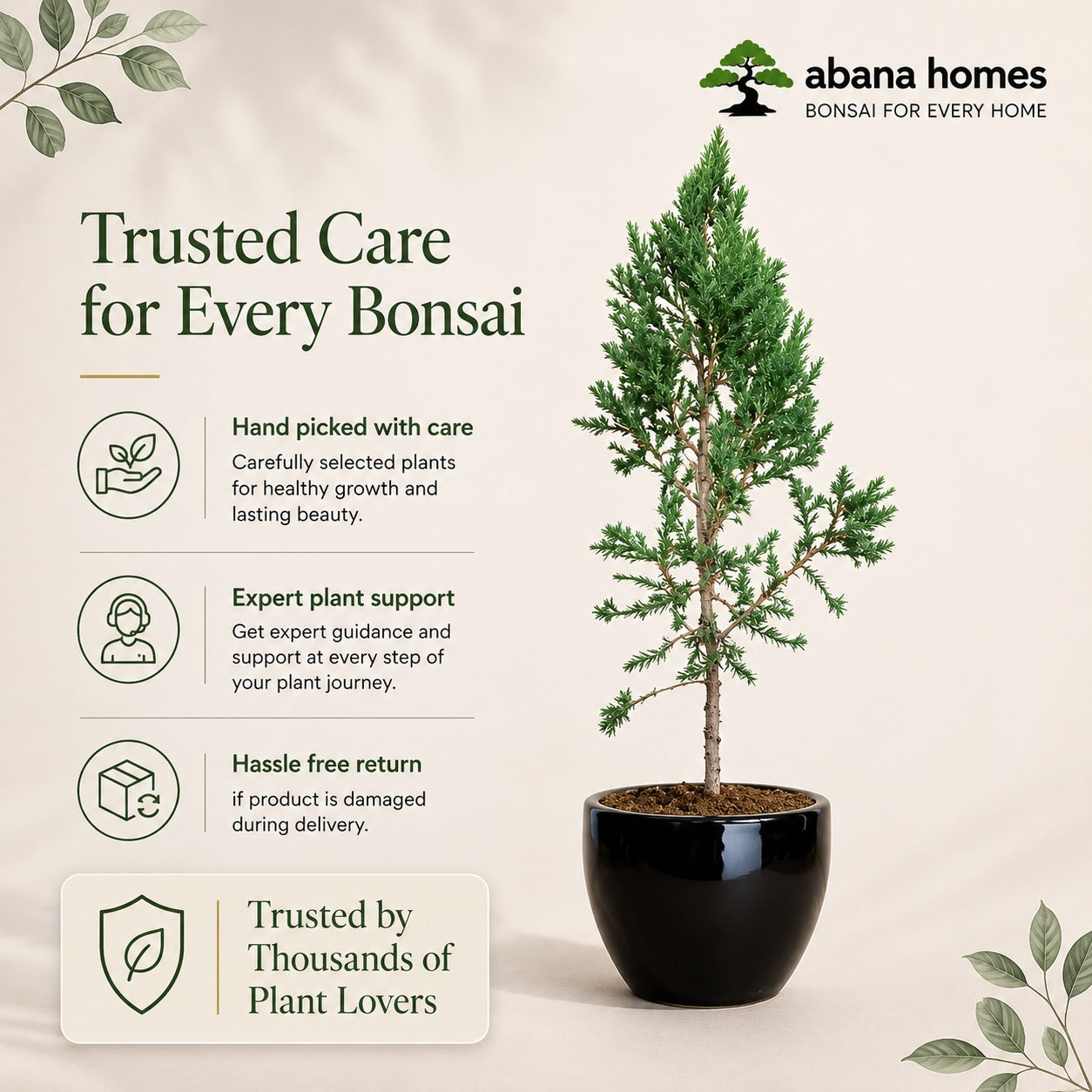 Juniper Bonsai Tree – 4 Years, Outdoor Conifer