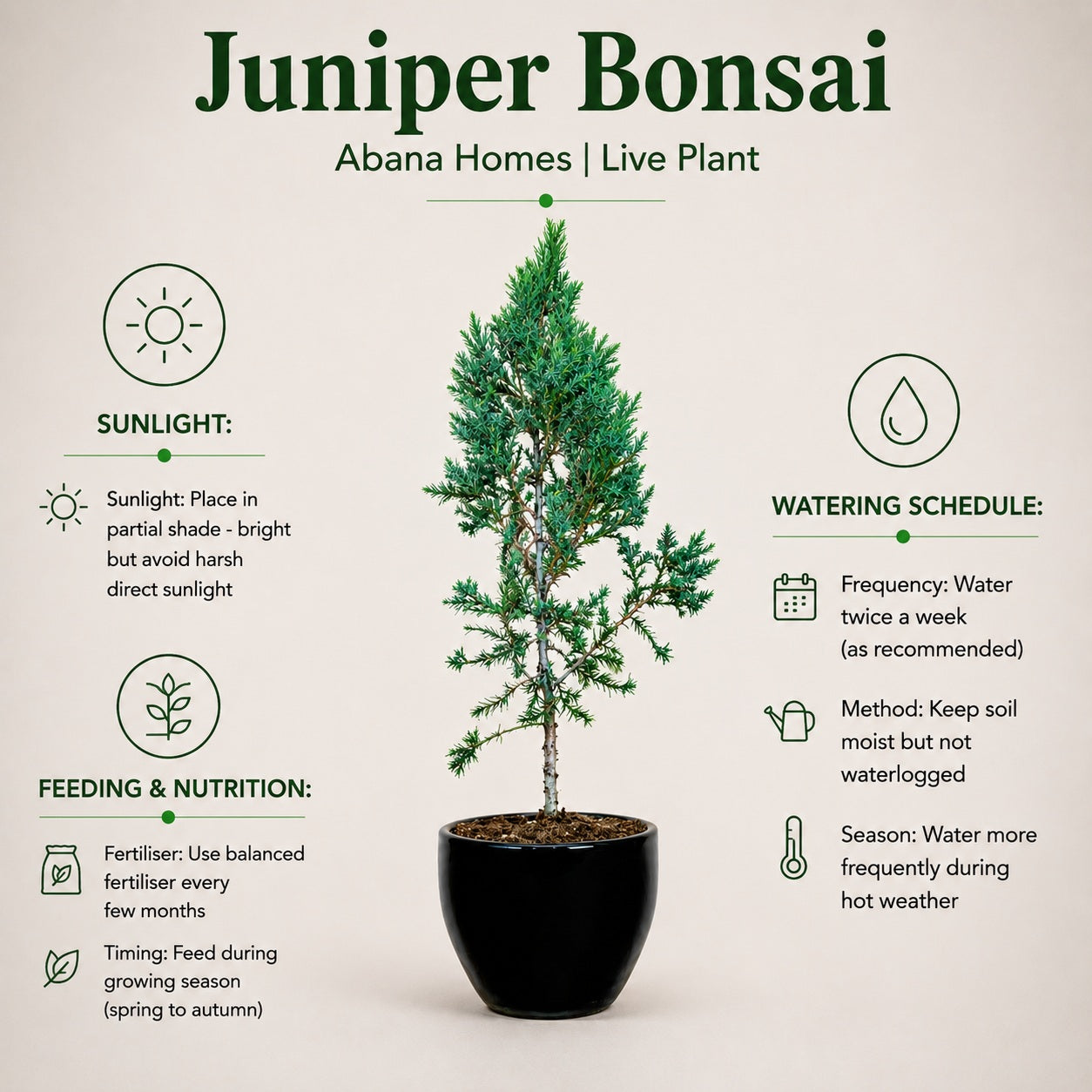 Juniper Bonsai Tree – 4 Years, Outdoor Conifer