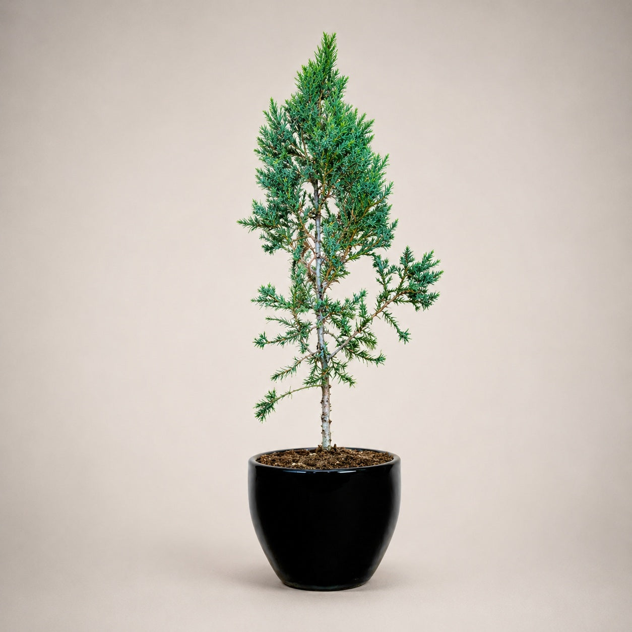 Juniper Bonsai Tree – 4 Years, Outdoor Conifer